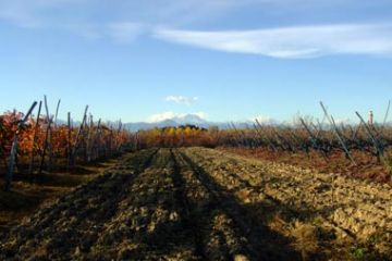 Colori Autunnali - Vigneti