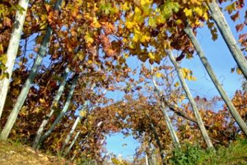 Colori Autunnali - Vigneti