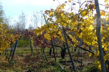 Colori Autunnali - Vigneti