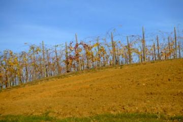 Colori Autunnali - Vigneti