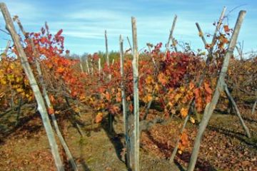 Colori Autunnali - Vigneti