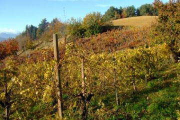 Colori Autunnali - Vigneti