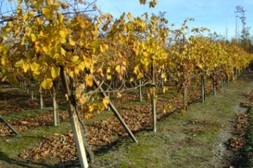 Colori Autunnali - Vigneti