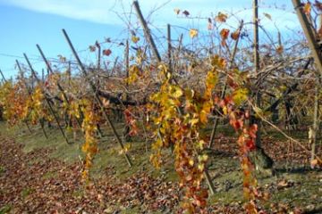 Colori Autunnali - Vigneti