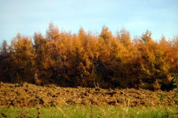 Colori Autunnali - Pineta