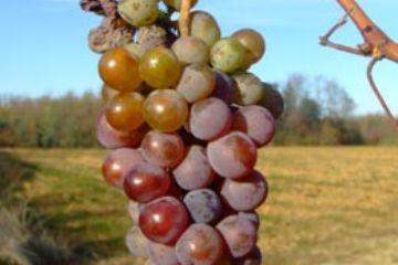 Colori Autunnali - Grappolo d'uva