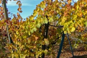 Colori Autunnali - Vigneti