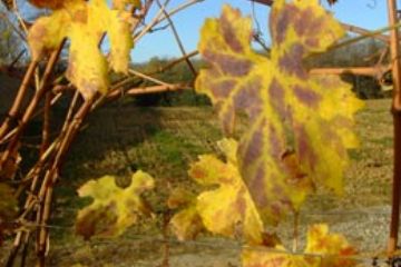 Colori Autunnali - Particolare